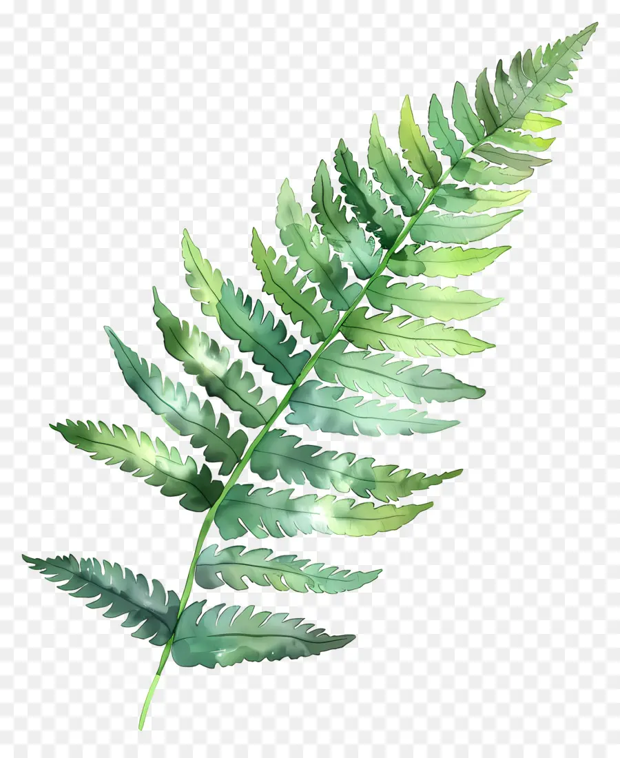 Acuarela De La Hoja，Hoja De Helecho PNG