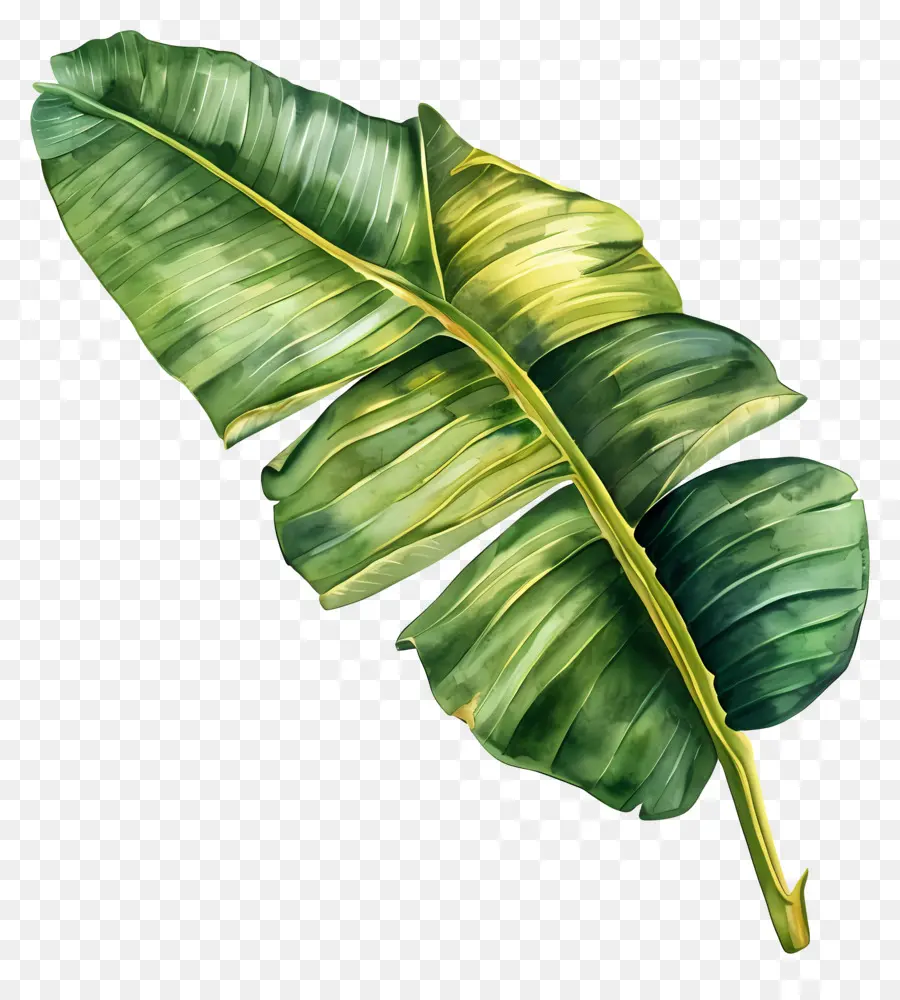 Acuarela De La Hoja，Hoja De Plátano PNG