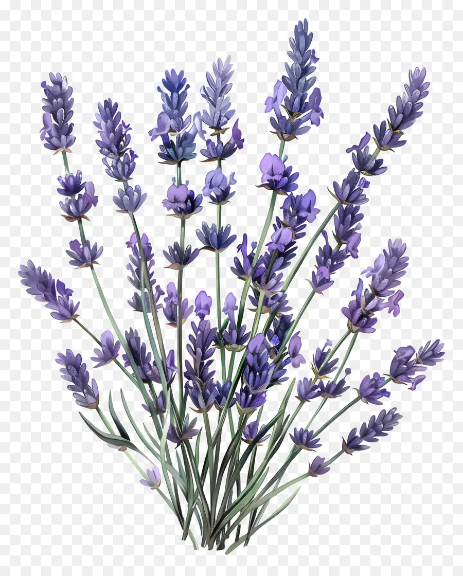 Lavanda Inglesa，Lavanda PNG