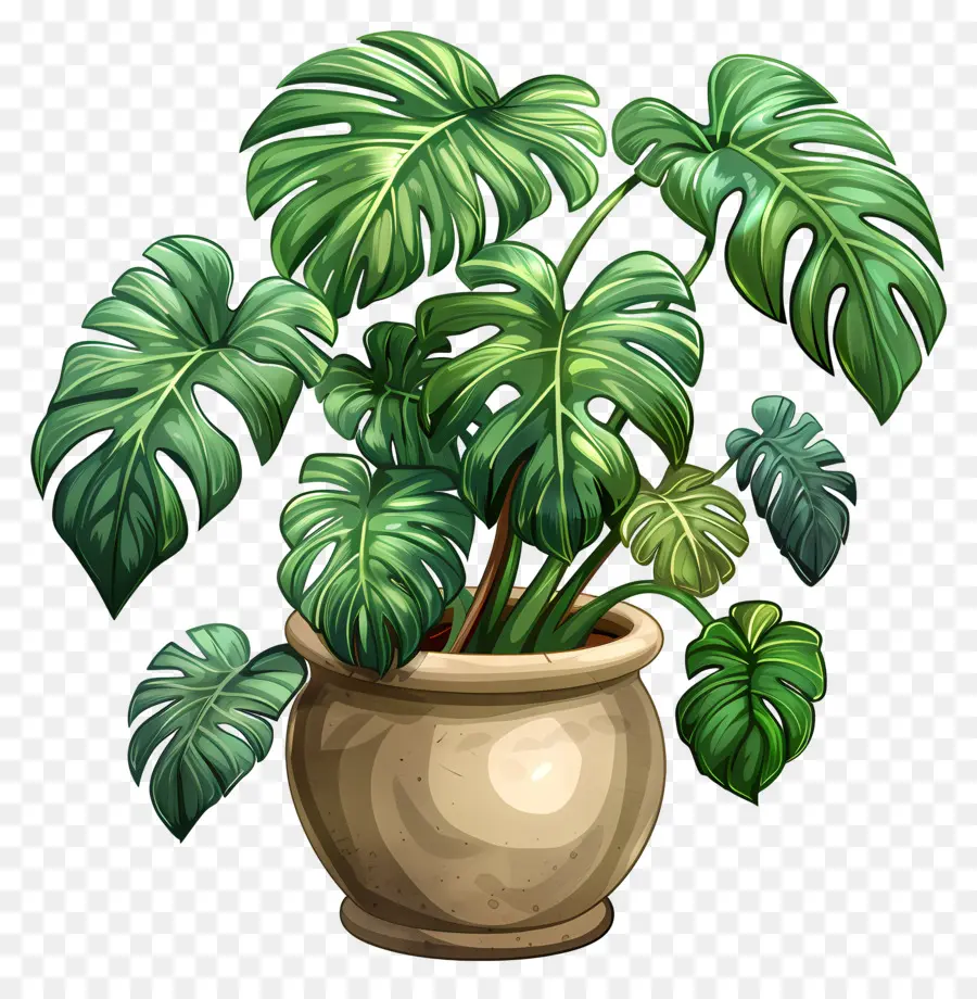 Monstera De La Hoja，Planta De Interior PNG