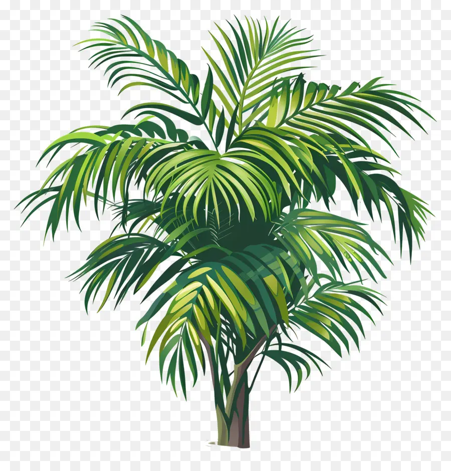 Planta De Palma，Palmera PNG