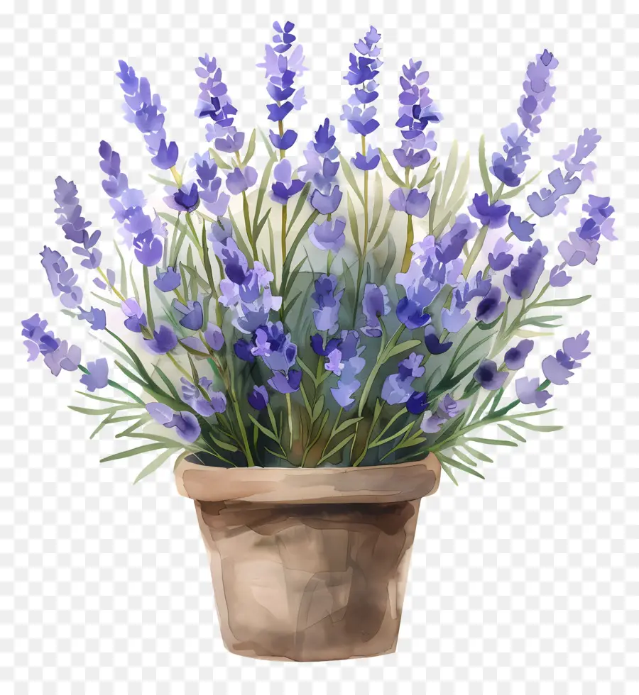 Las Flores De Lavanda，Florero PNG