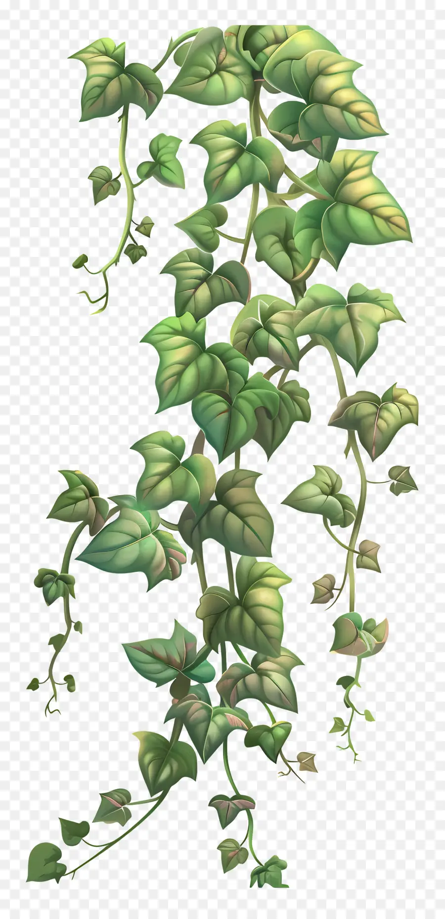 Planta Trepadora，Hiedra Colgante PNG