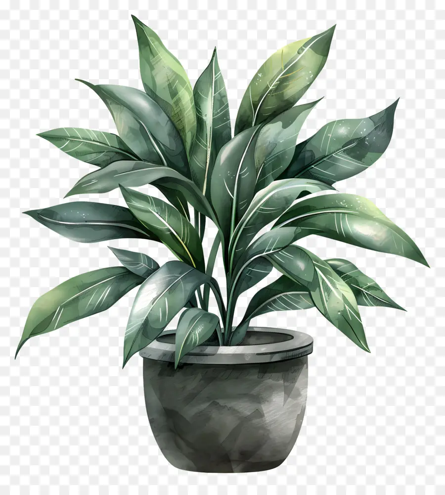 Planta De Interior，Hojas Verdes PNG