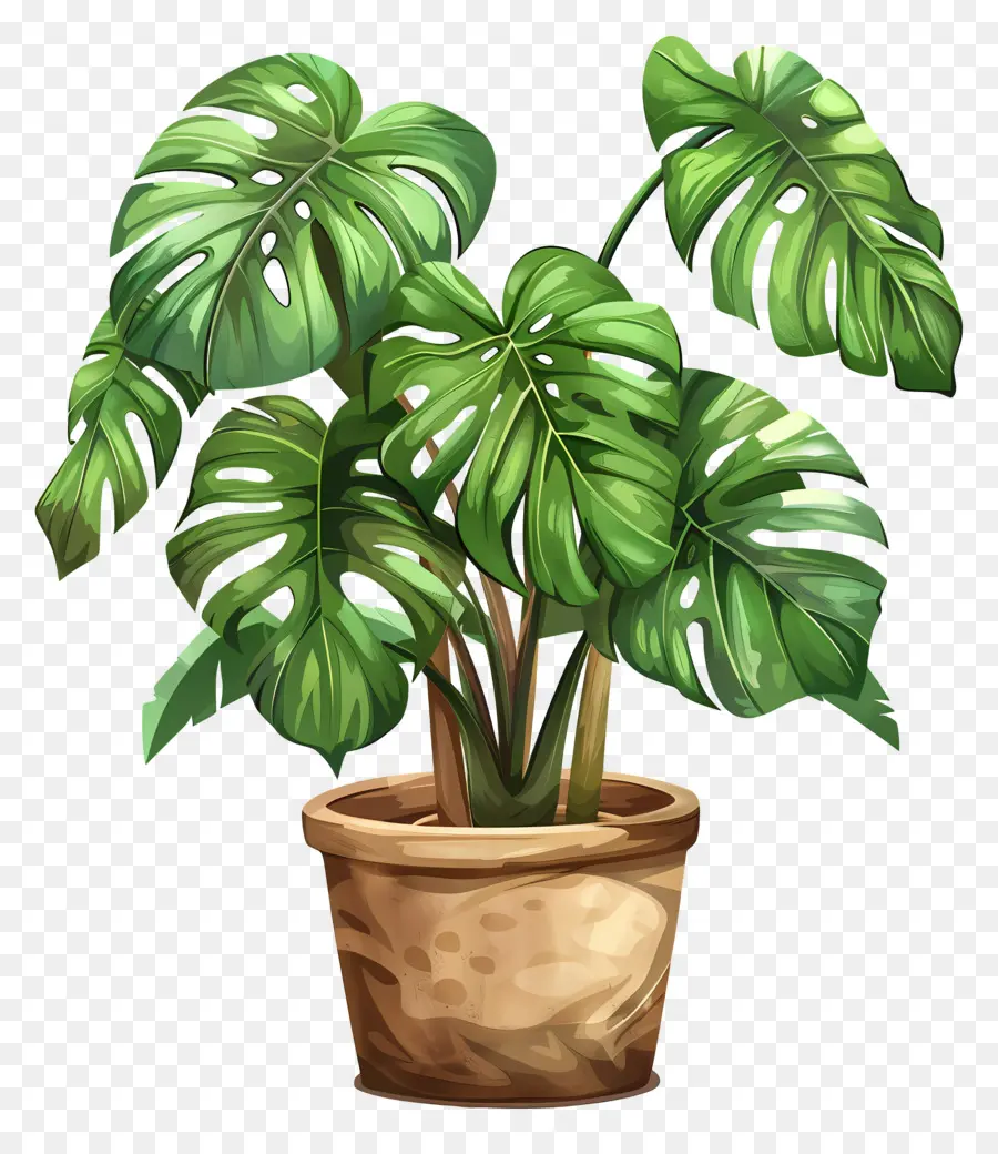 Monstera De La Hoja，Monstruo De La Planta PNG