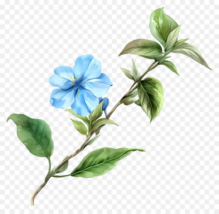 Acuarela De Flores，Flores De Color Azul PNG