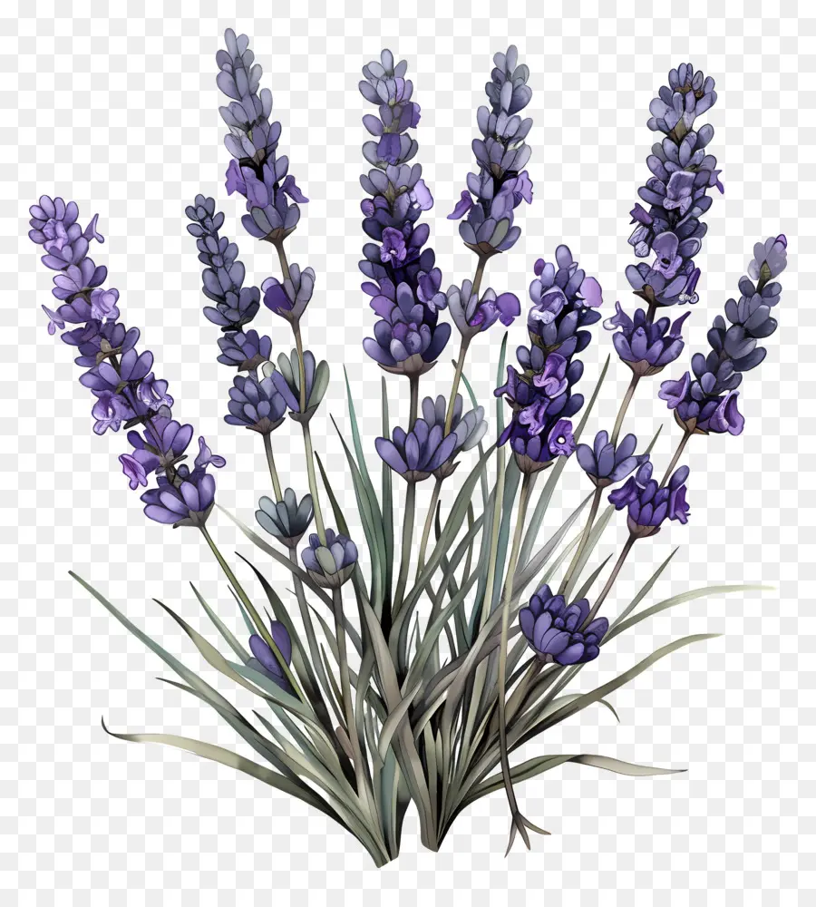 Inglés Lavanda，Lavanda PNG