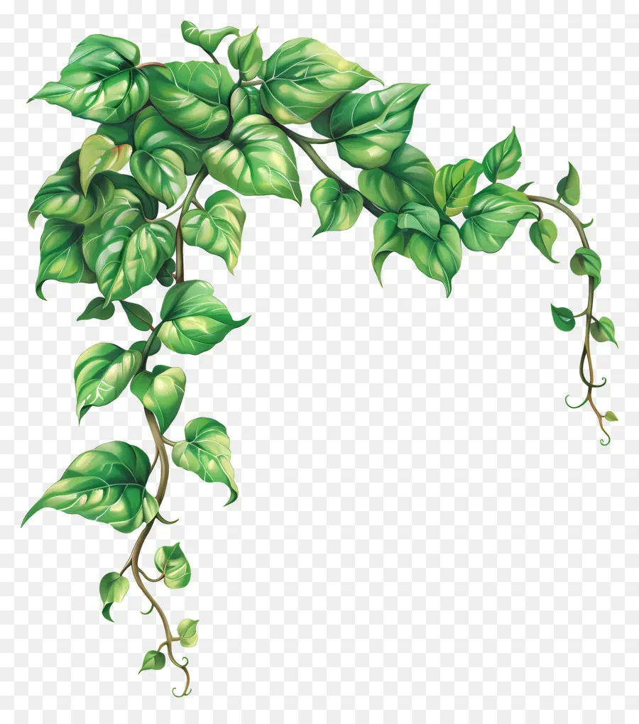 Planta Trepadora，Vid PNG