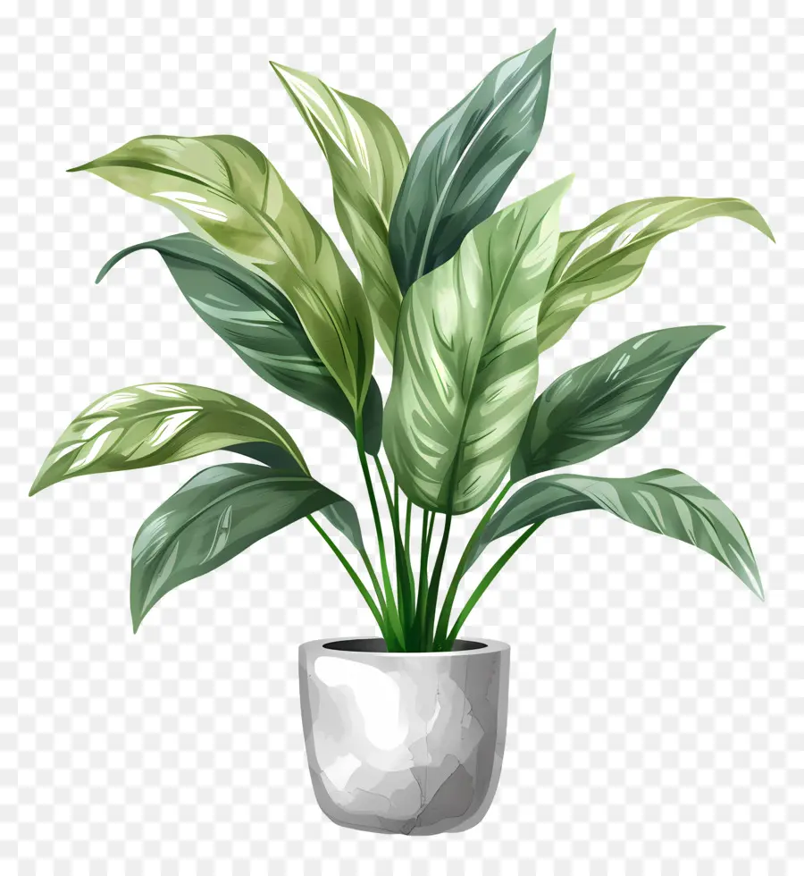 Planta De Interior，Vaso Blanco PNG