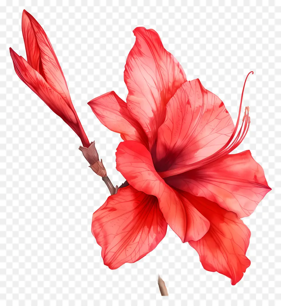 Acuarela De Flores，Las Flores De Color Rojo PNG