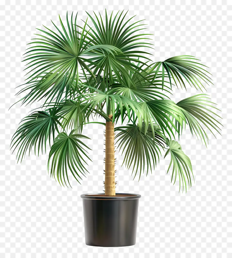 Palmera，Planta De Interior PNG