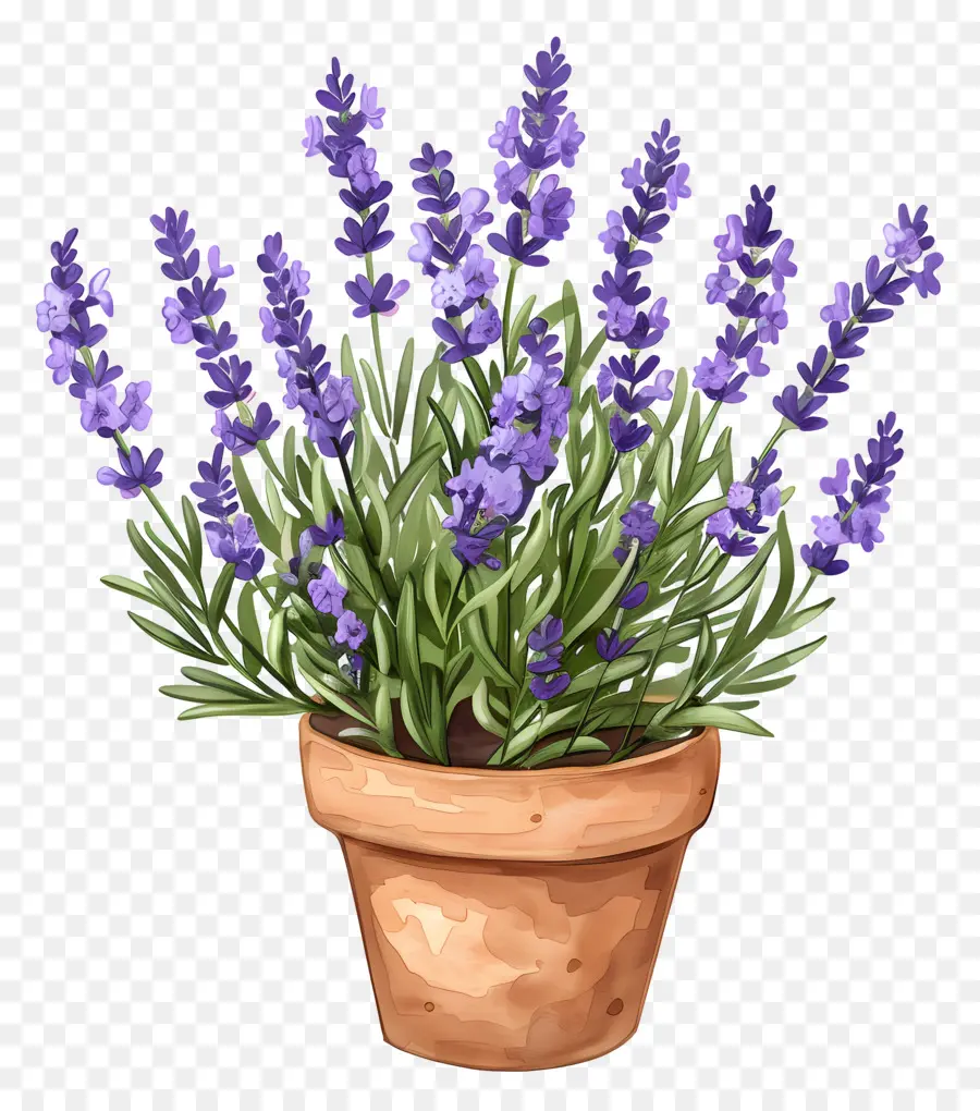 Flores De Lavanda，Planta En Maceta PNG