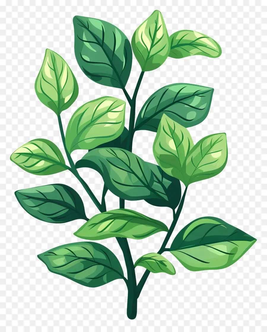 De Hojas De La Planta，Planta Verde PNG