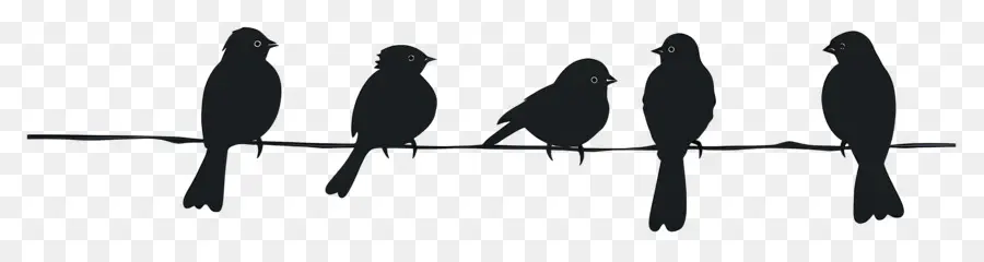 Pájaros Sentados En Una Línea，Aves PNG