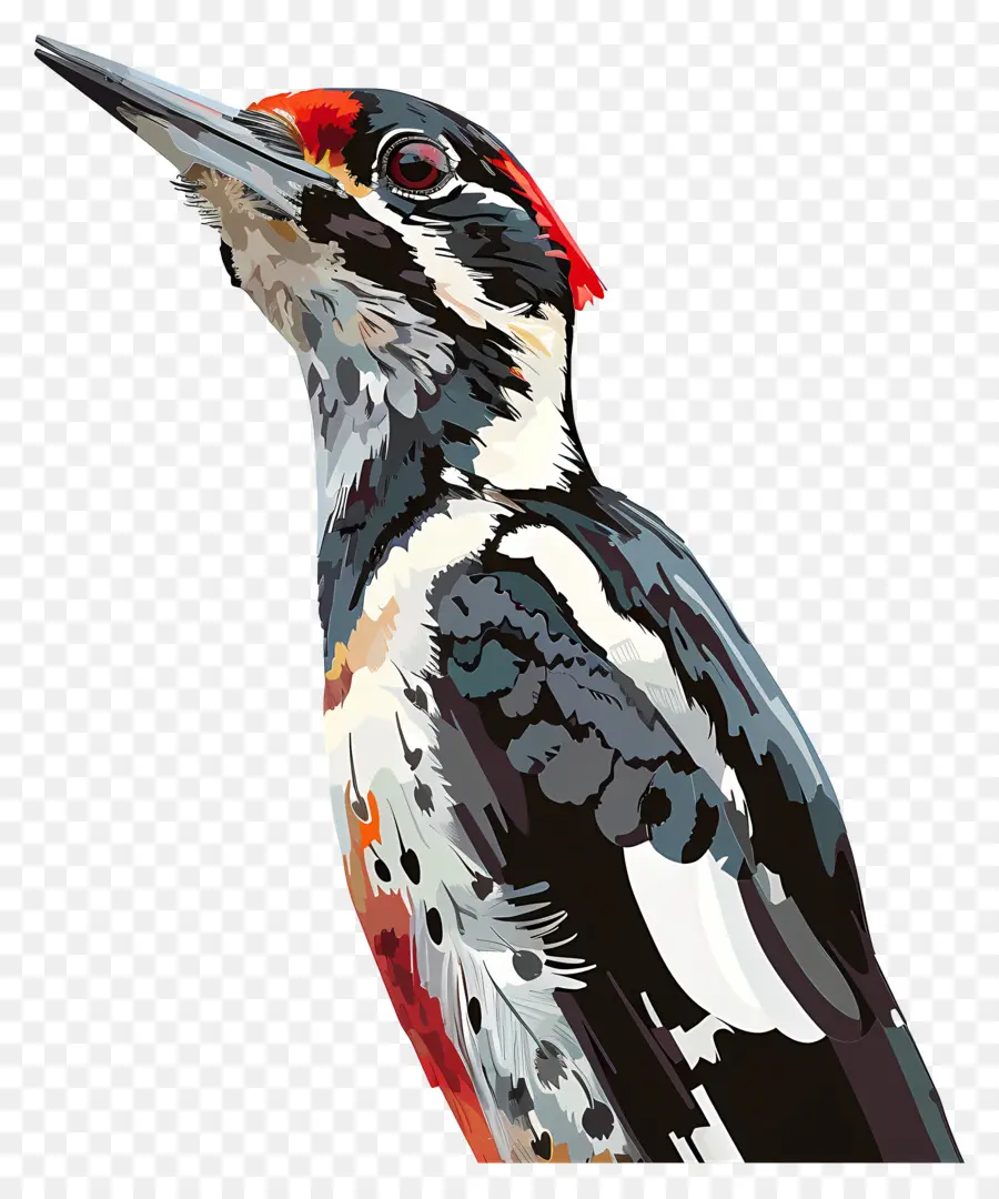 Pájaro Carpintero，Pájaro PNG