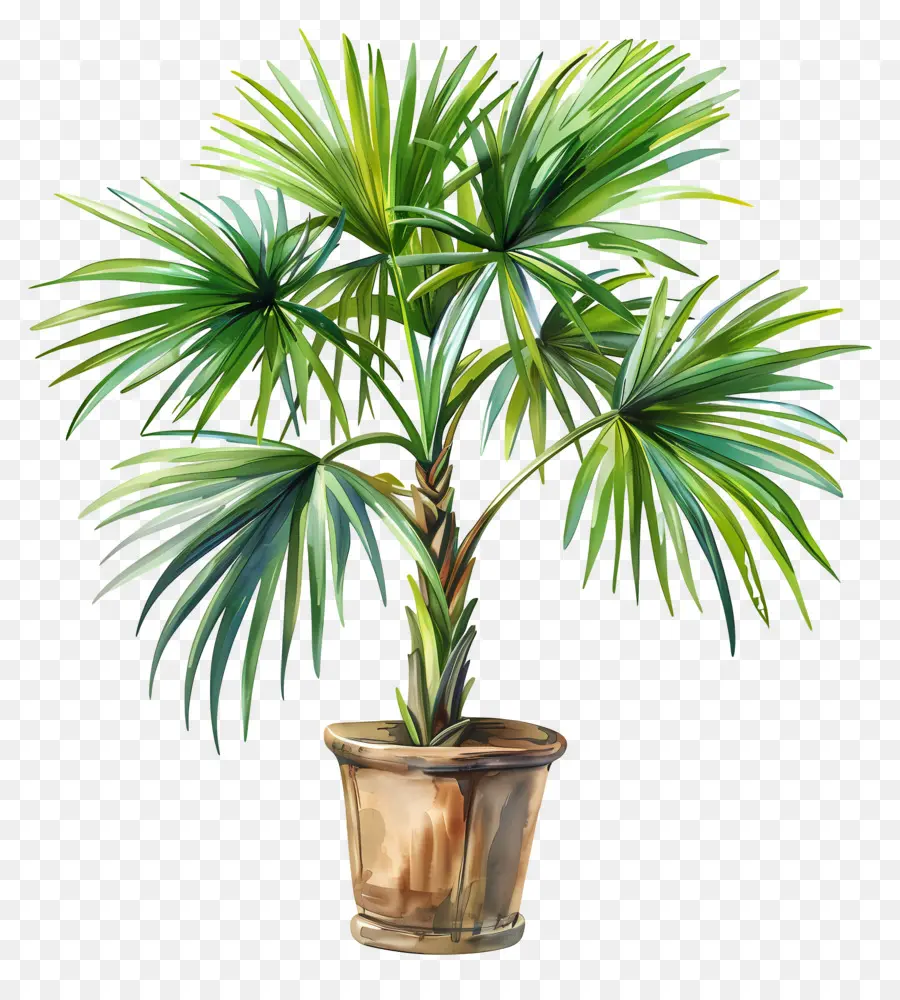 Planta De Palma，Palmera PNG