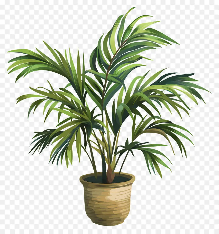 Planta De Palma，Planta En Maceta PNG