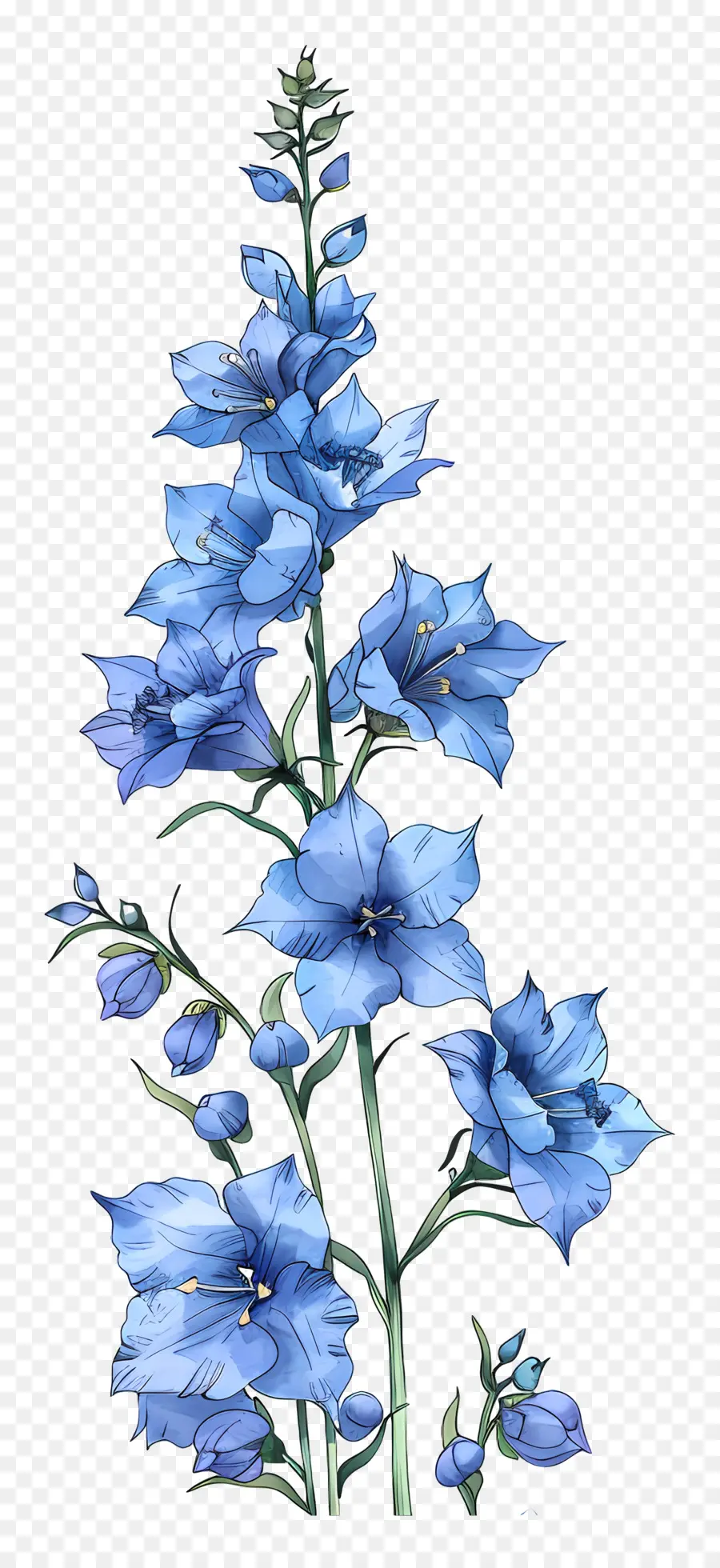 Espuela De Caballero，Flor Azul PNG