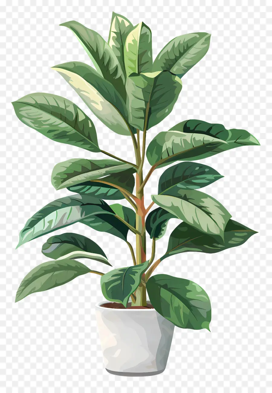 Planta De Interior，Helecho Verde PNG