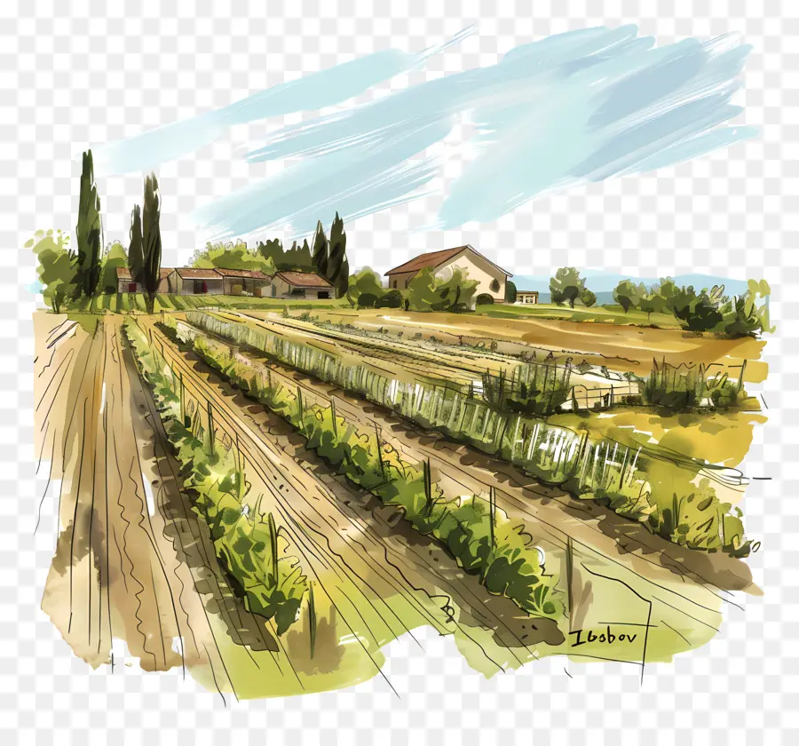 Campo De Granja，Grapevines PNG