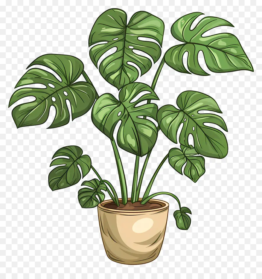 Monstera De La Hoja，Planta Grande PNG