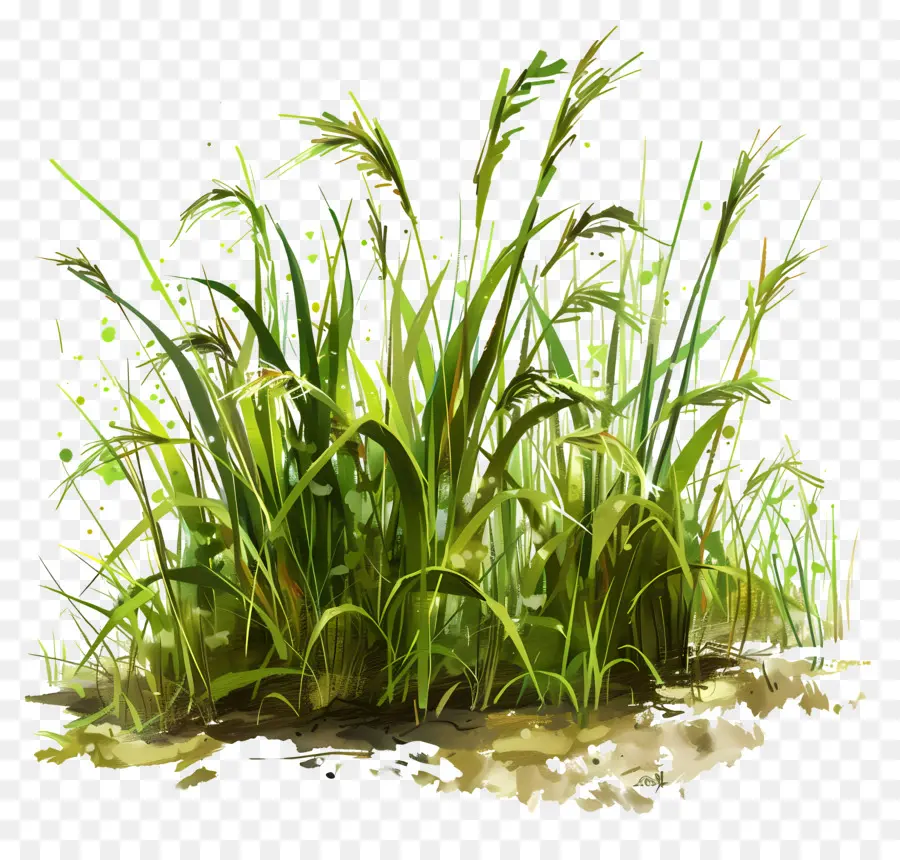 Campo De Arroz，Las Plantas Verdes PNG