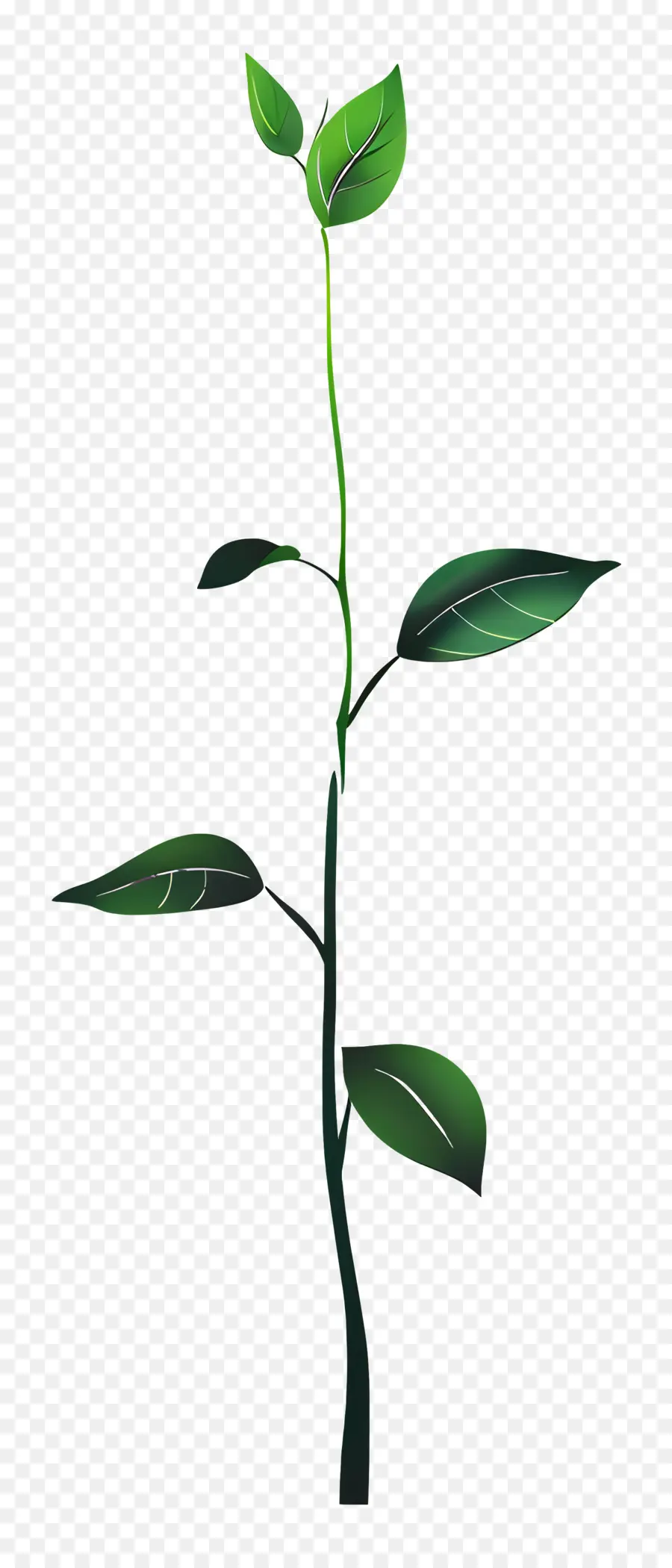 Crecimiento，Planta Verde PNG