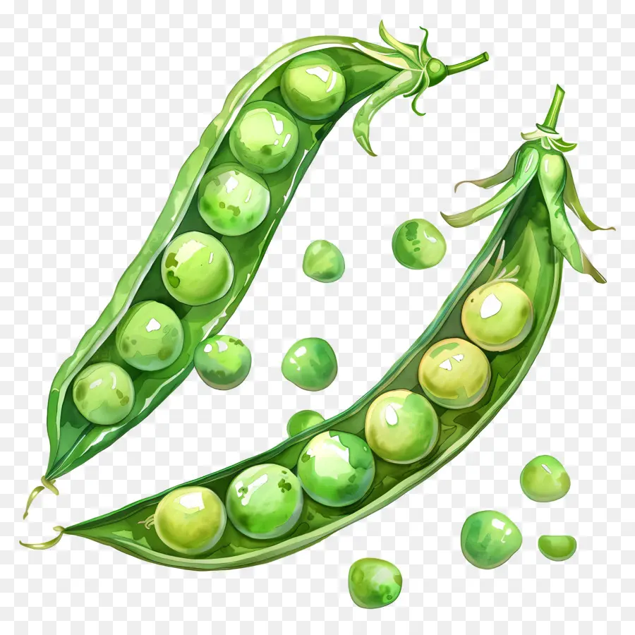 Peas，Guisantes Verdes PNG