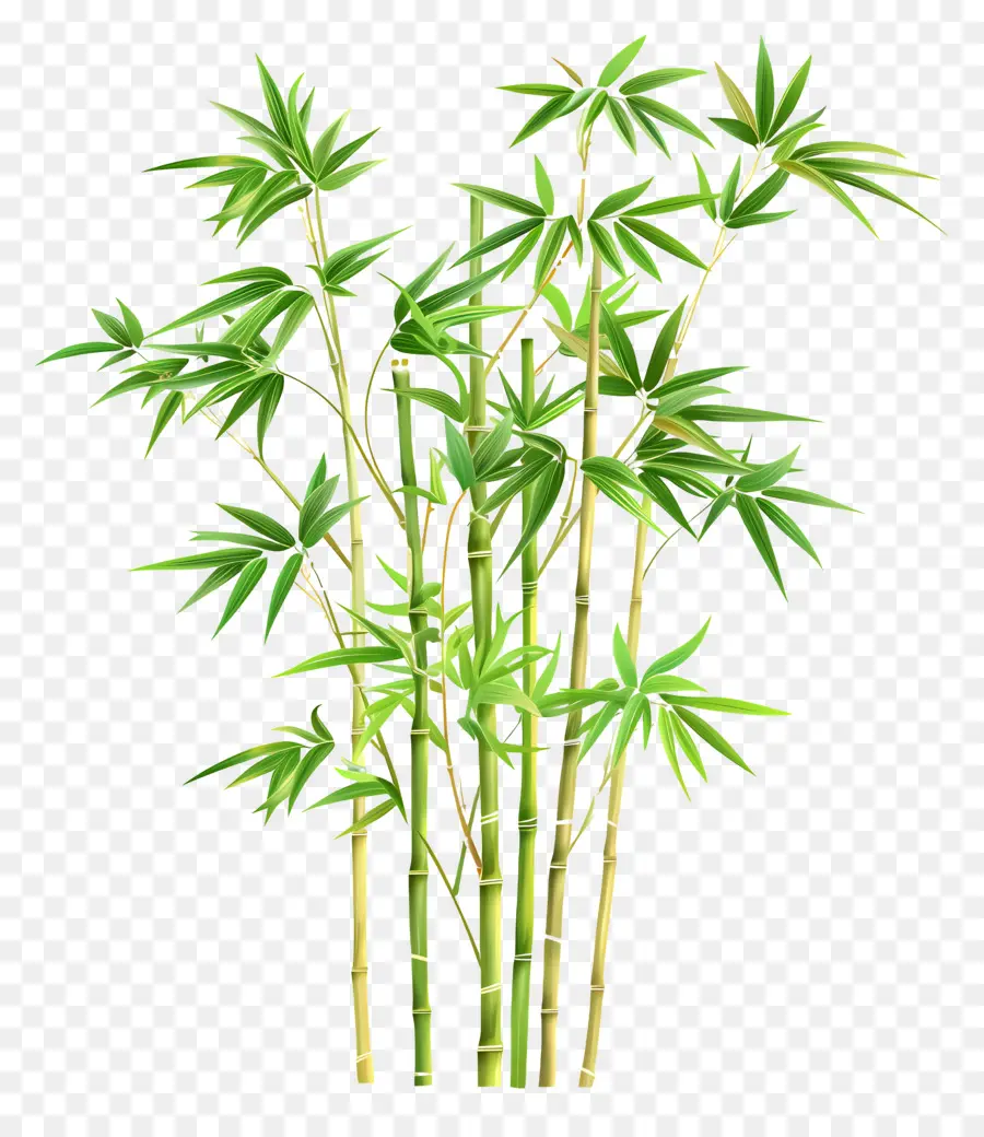 Planta De Bambú，Bambú En Maceta PNG