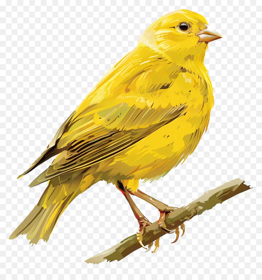Canarias，Pájaro Amarillo PNG