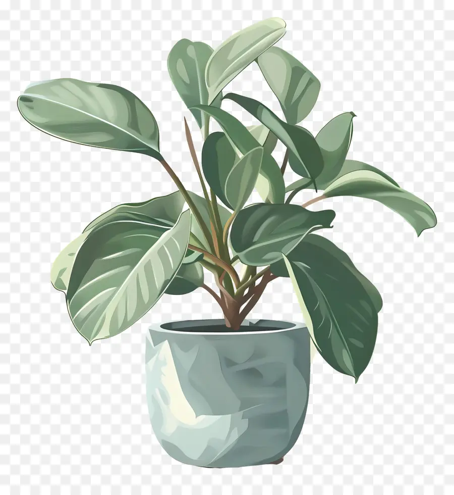 Planta Estefanía，Planta En Maceta Verde PNG