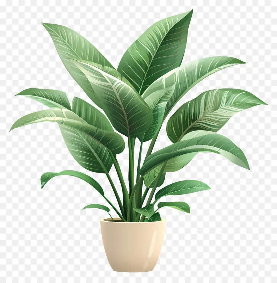 Planta De Interior，Planta PNG