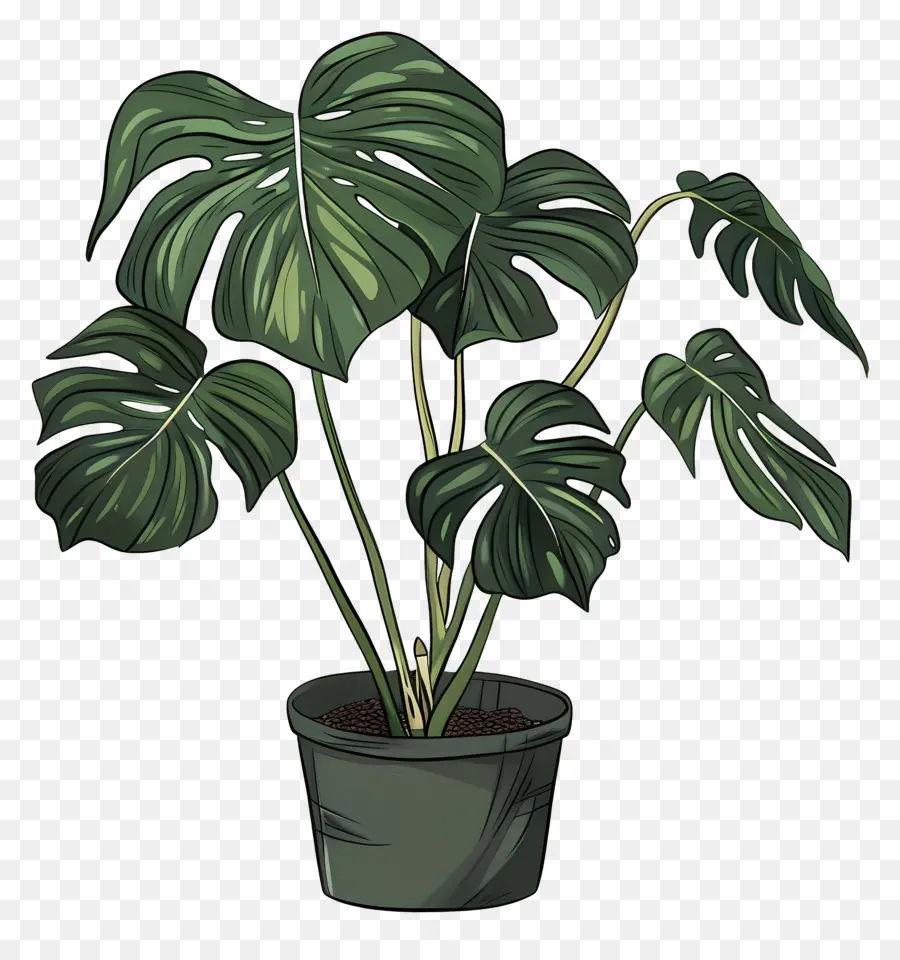 Monstera De La Hoja，Monstera PNG