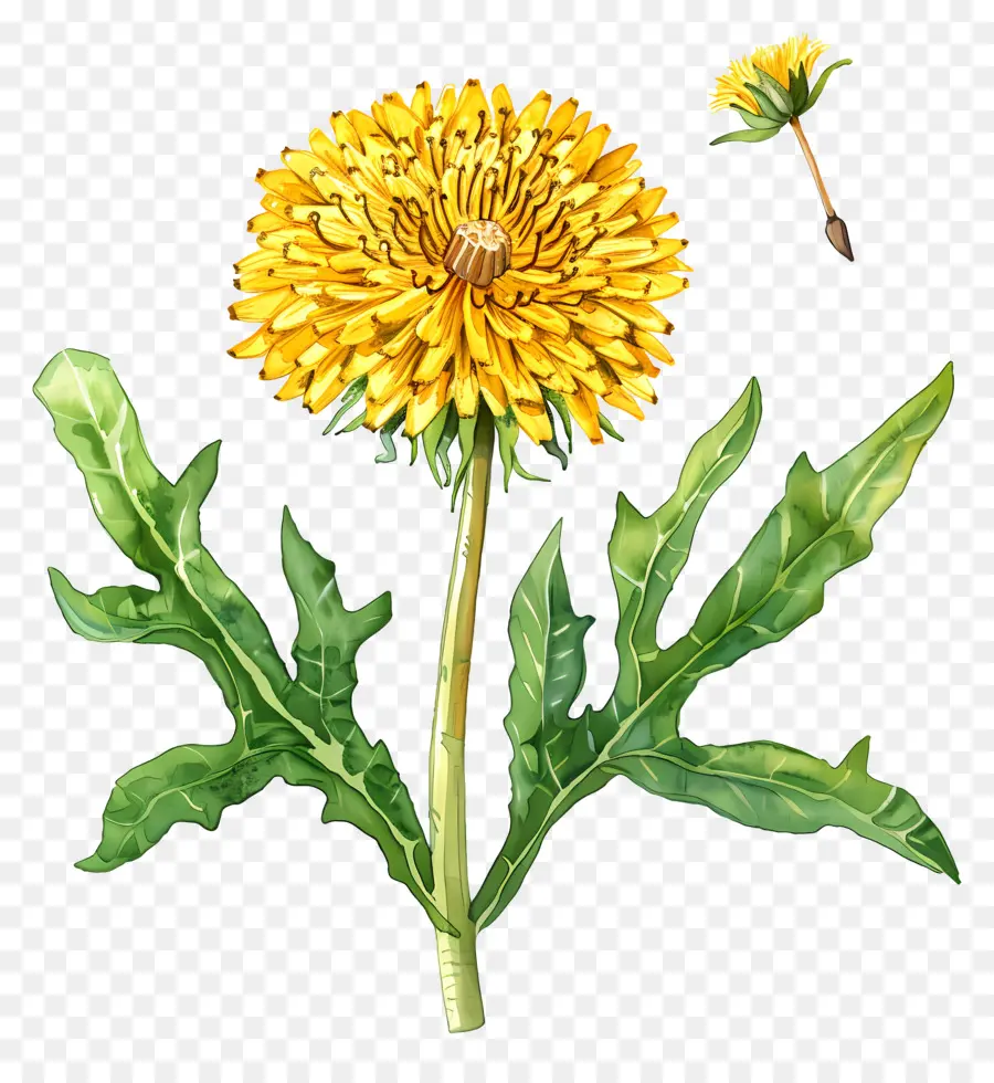 Amarillo Diente De León，Flor PNG