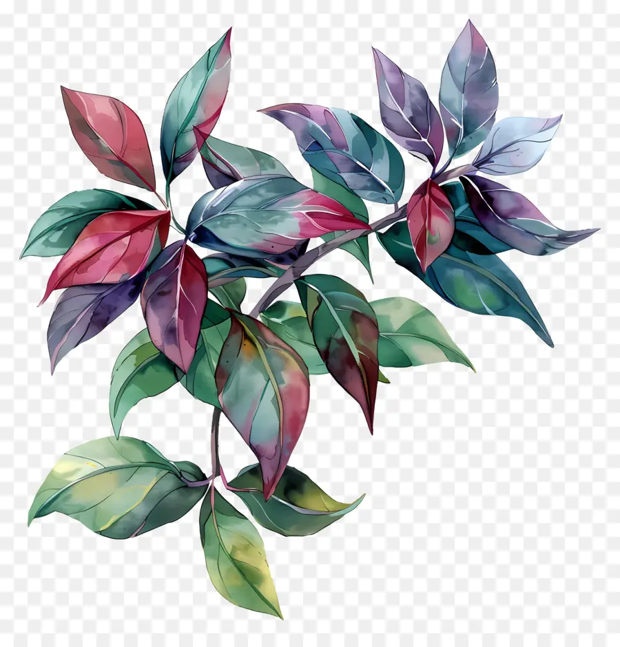 De Hojas De La Planta，Pintura A La Acuarela PNG