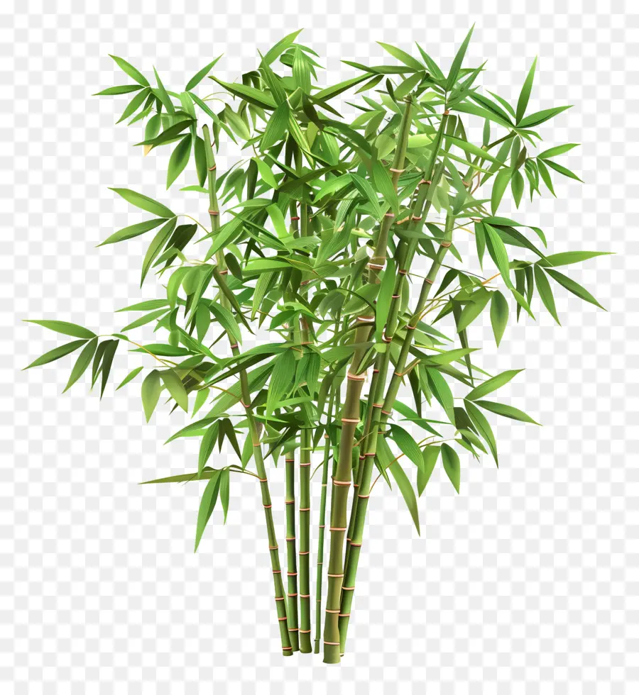 Las Plantas De Bambú，Hojas Verdes PNG