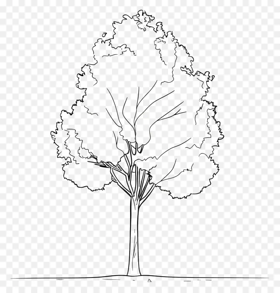 Árbol，Esquema Del árbol PNG