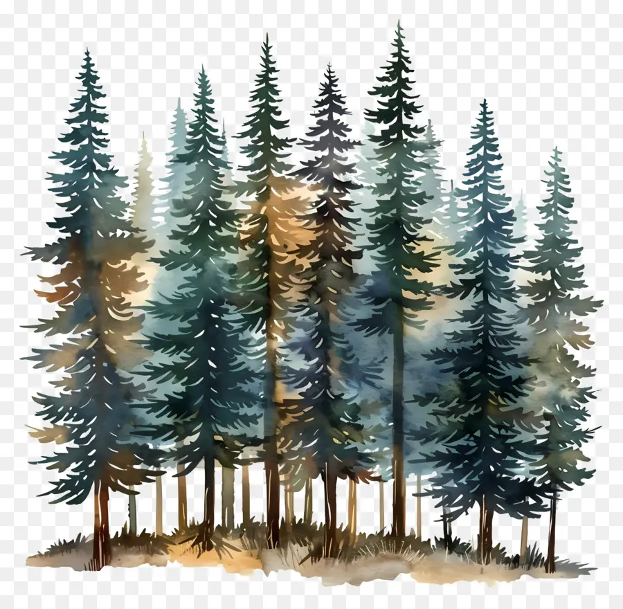 Bosque De Pinos，Pintura A La Acuarela PNG