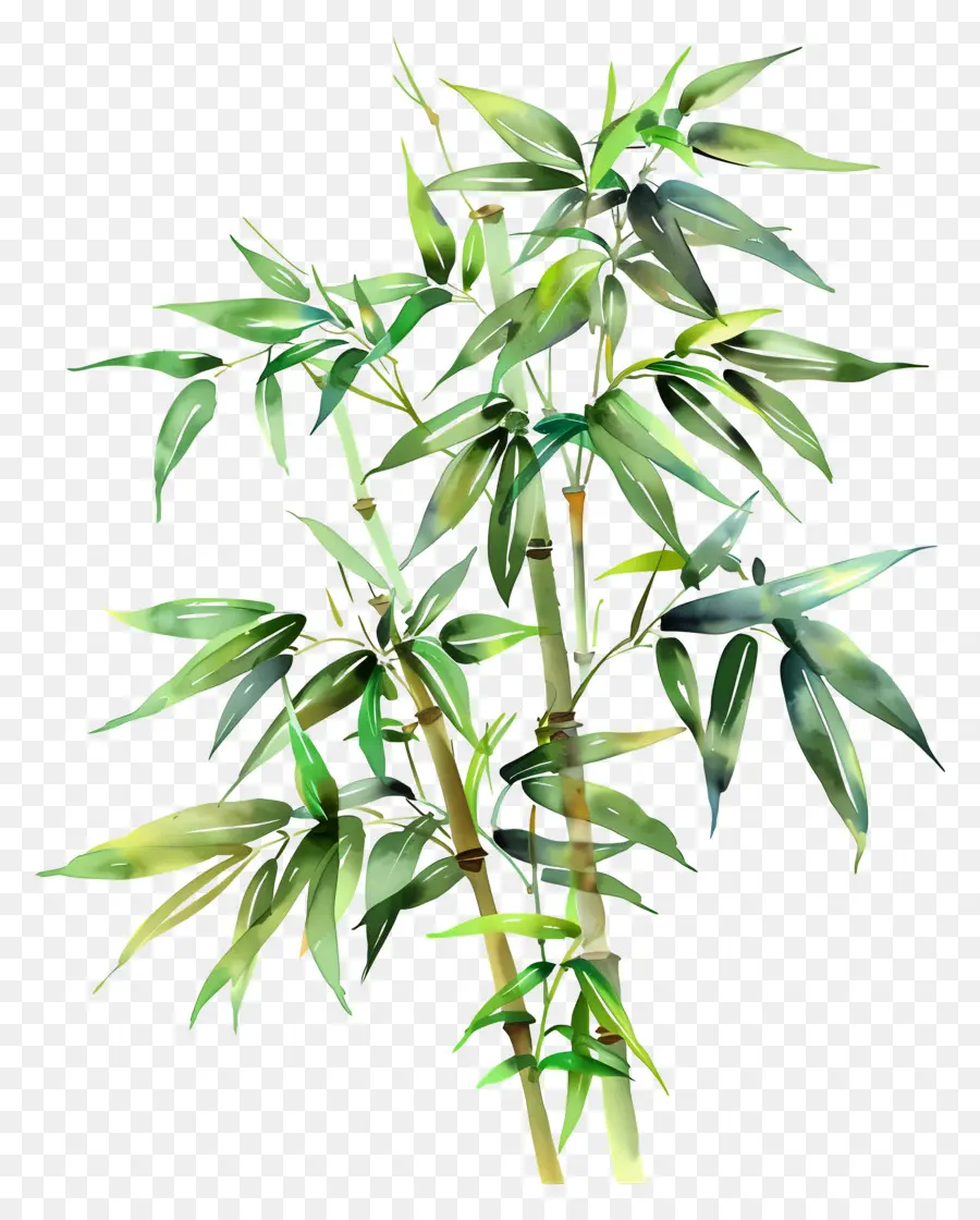 Las Plantas De Bambú，árbol De Bambú PNG