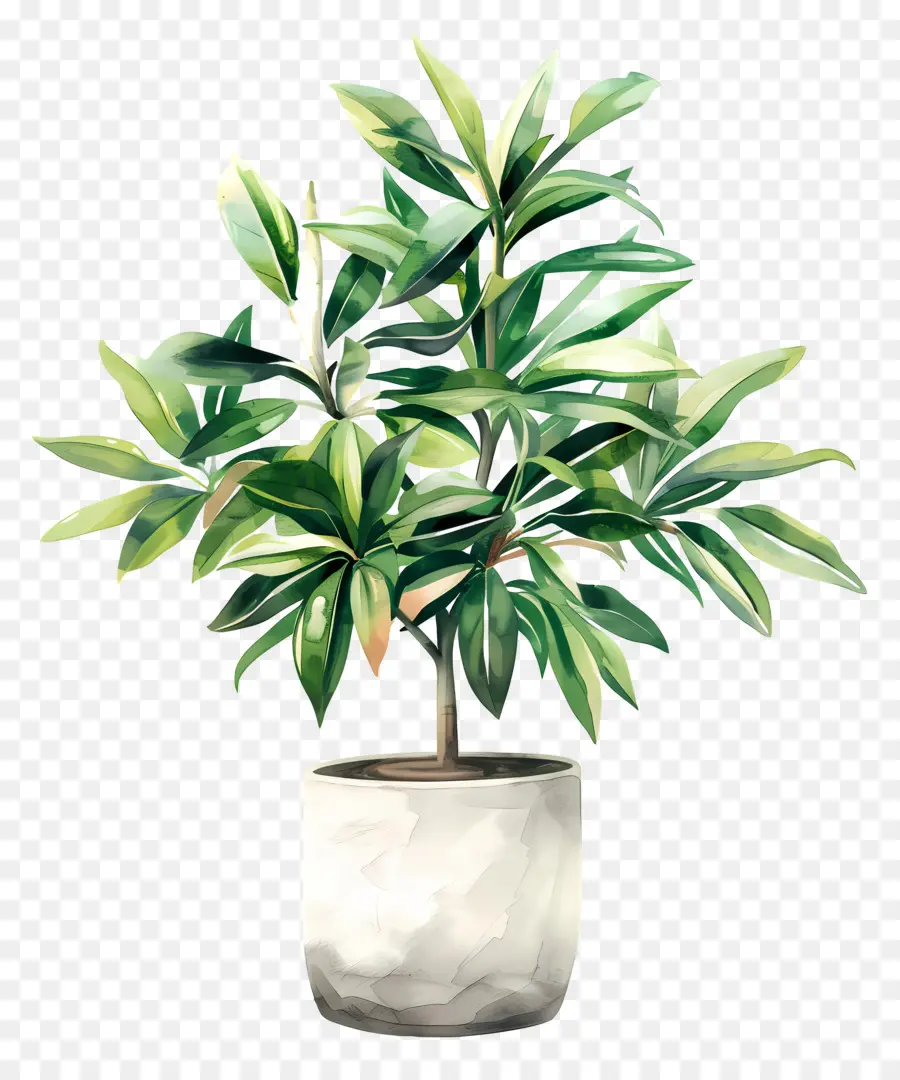 Planta De Interior，Helecho PNG