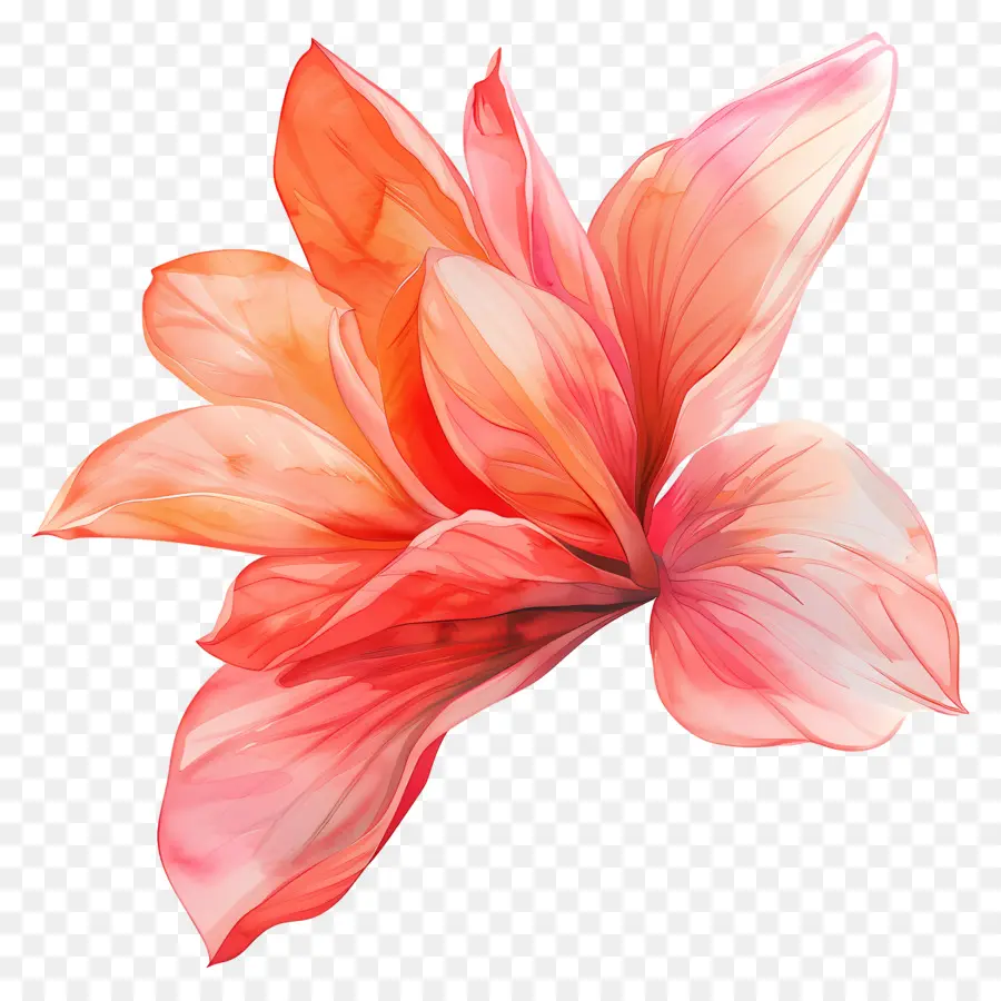 Flor，Flor Transparente PNG