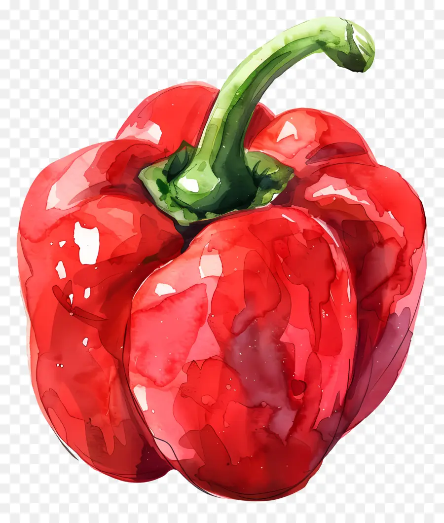 Pimiento，Pintura A La Acuarela PNG