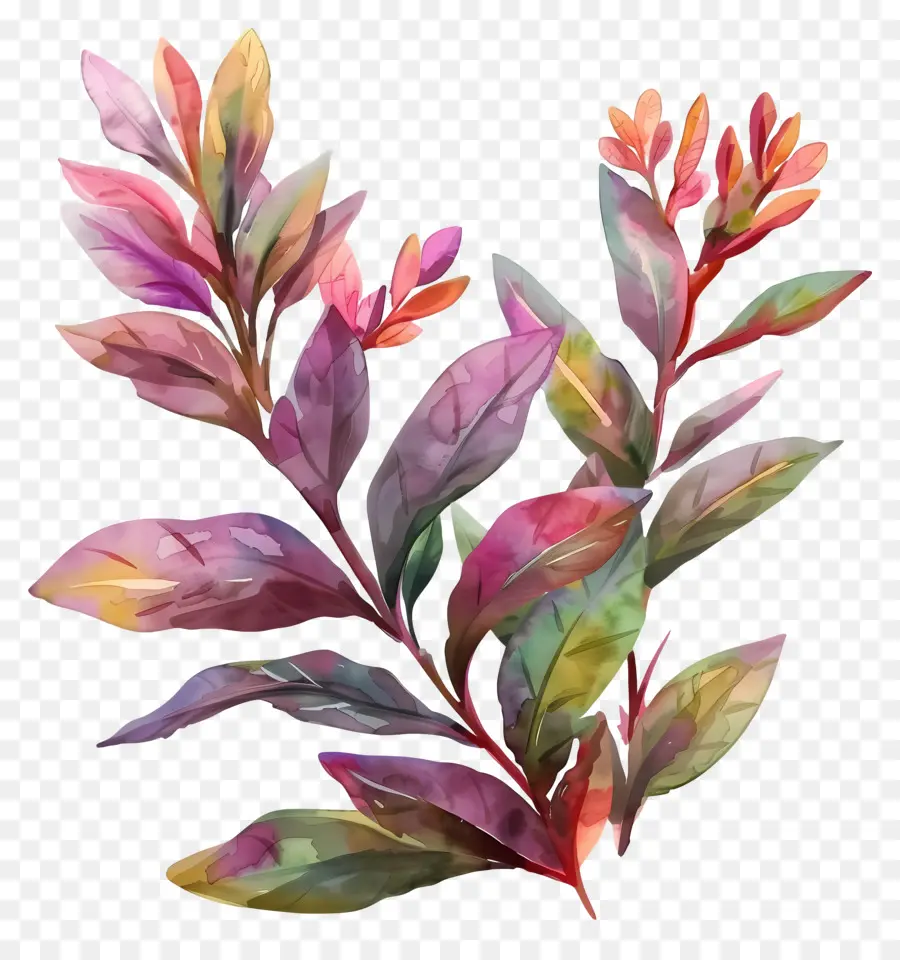 Planta De Jardín De Arbustos，Planta Colorida PNG