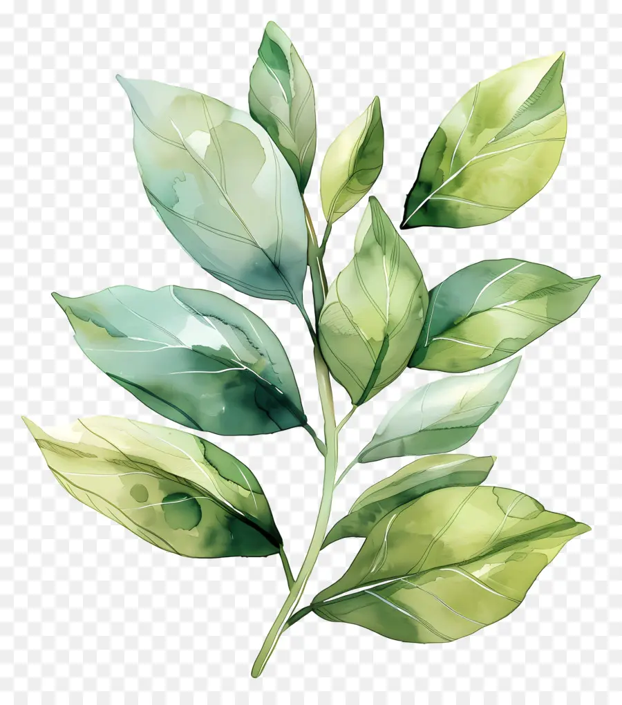 De Hojas De La Planta，Pintura A La Acuarela PNG