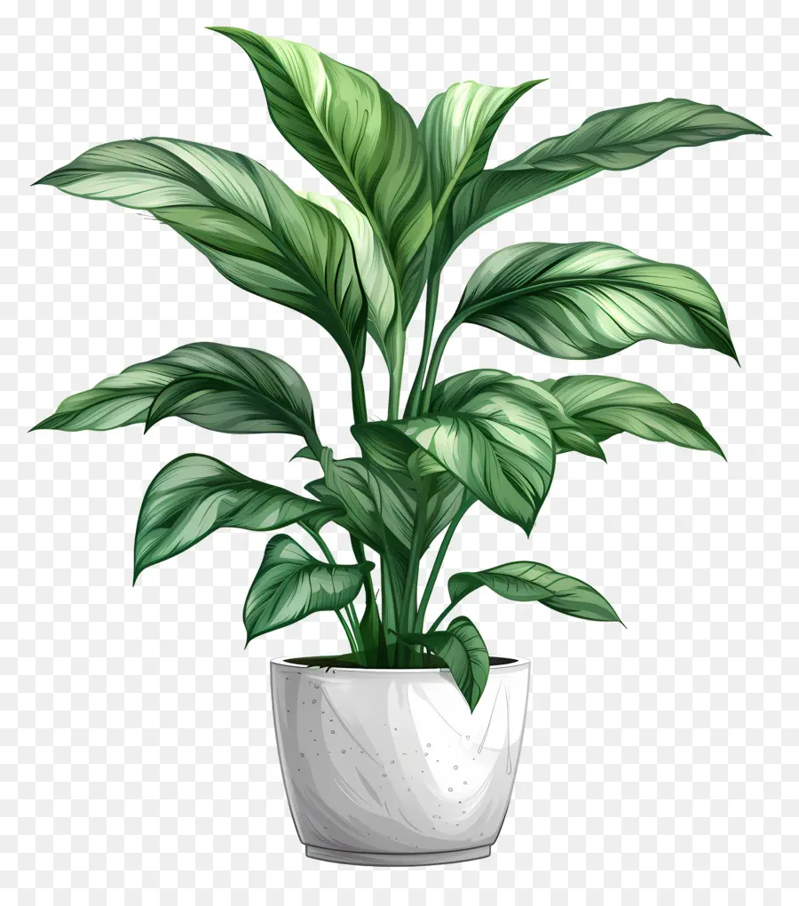 Planta De Interior，Planta En Maceta PNG