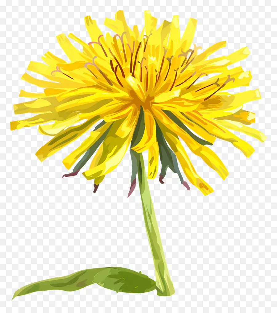 Diente De León Amarillo，Diente De León PNG