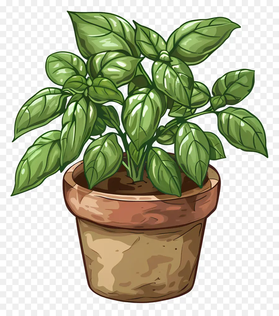 Planta De Albahaca，Planta En Maceta PNG