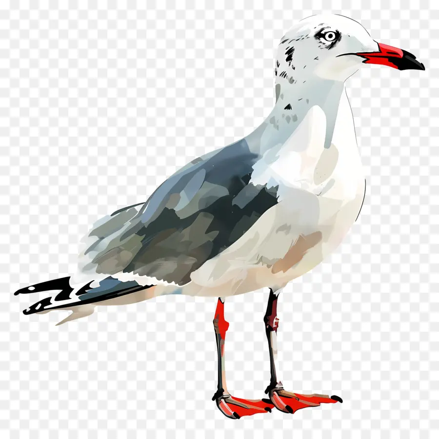 Gaviota，Ilustración Acuarela PNG