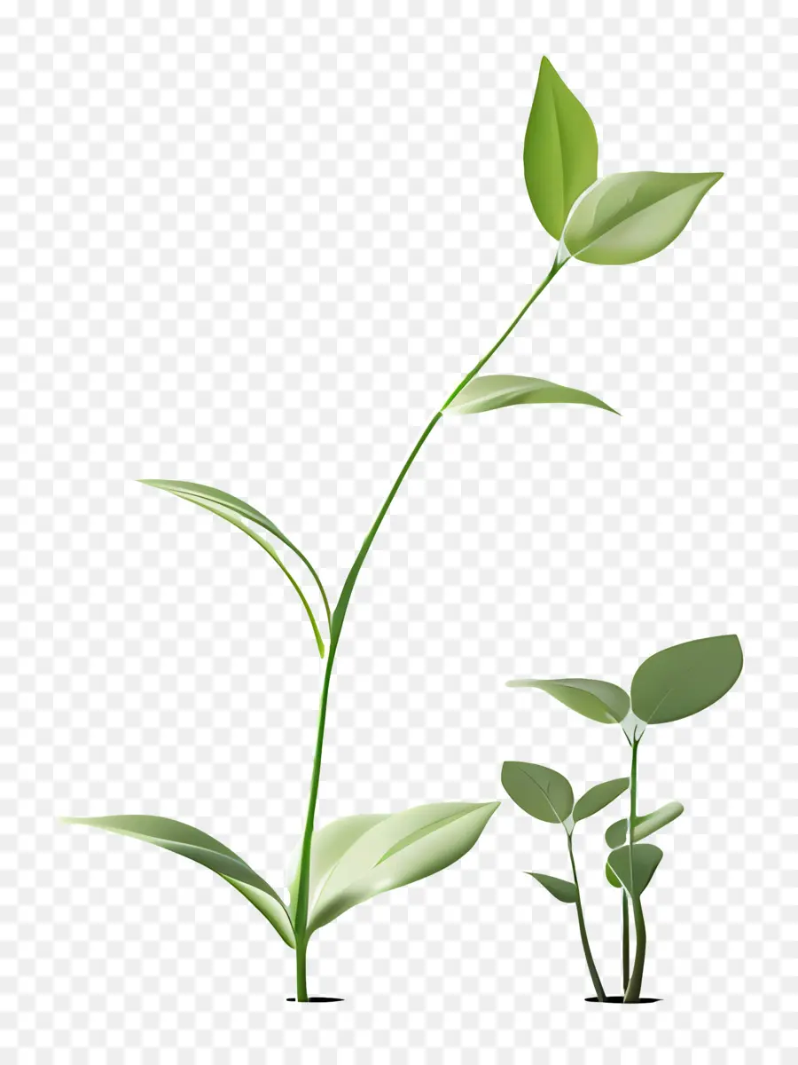 El Crecimiento De La，Planta PNG