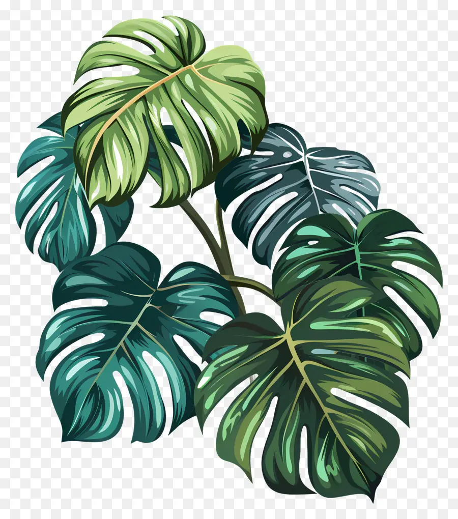 Hojas Tropicales Exóticas，Monstera PNG